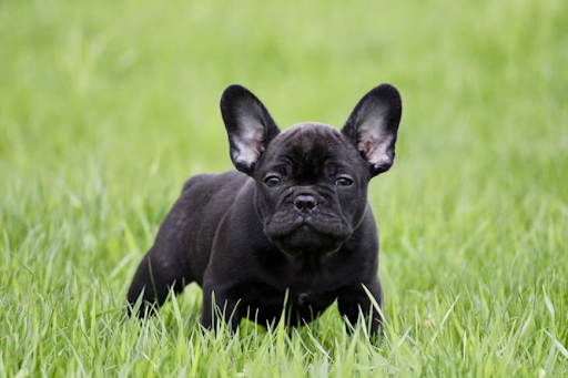 French Bulldogs